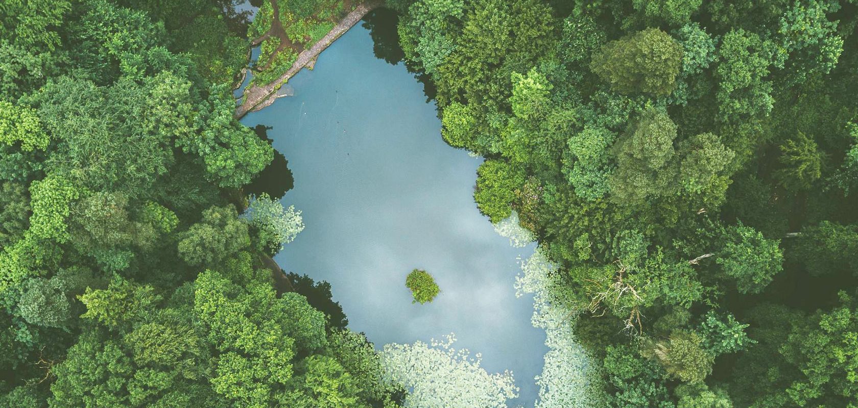 Lahopuu ja biodiversiteetti