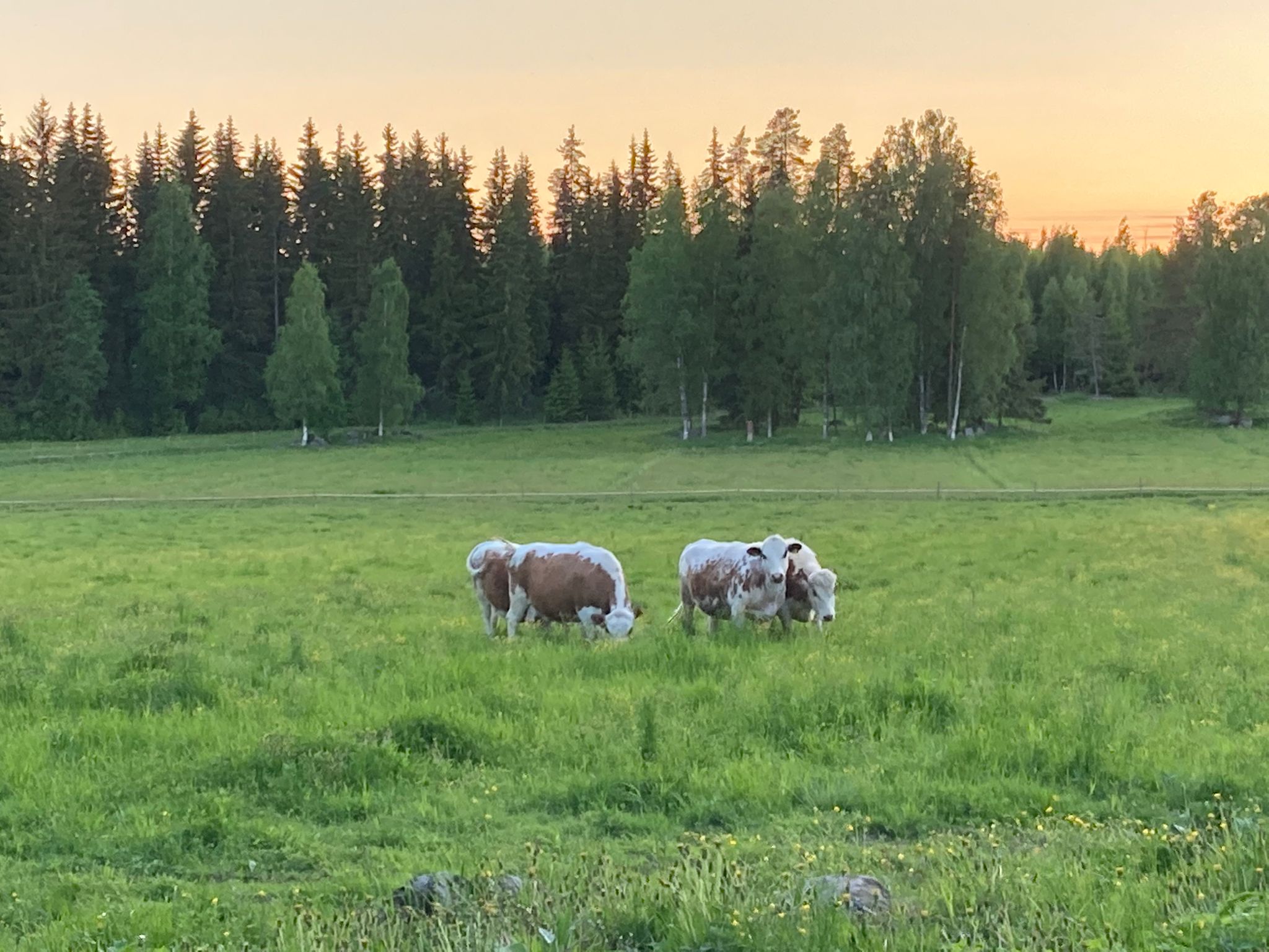 EU:n metsäkatoasetus vaikuttaa isojen metsäyhtiöiden ja elintarviketeollisuuden lisäksi perinnemaiseman kyyttöön.