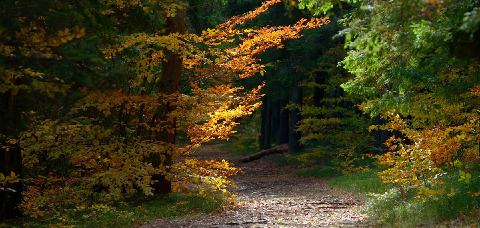 COP16 luontokokous, metsäpolku