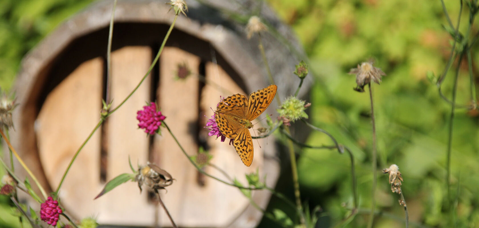 CSRD biodiversiteetti