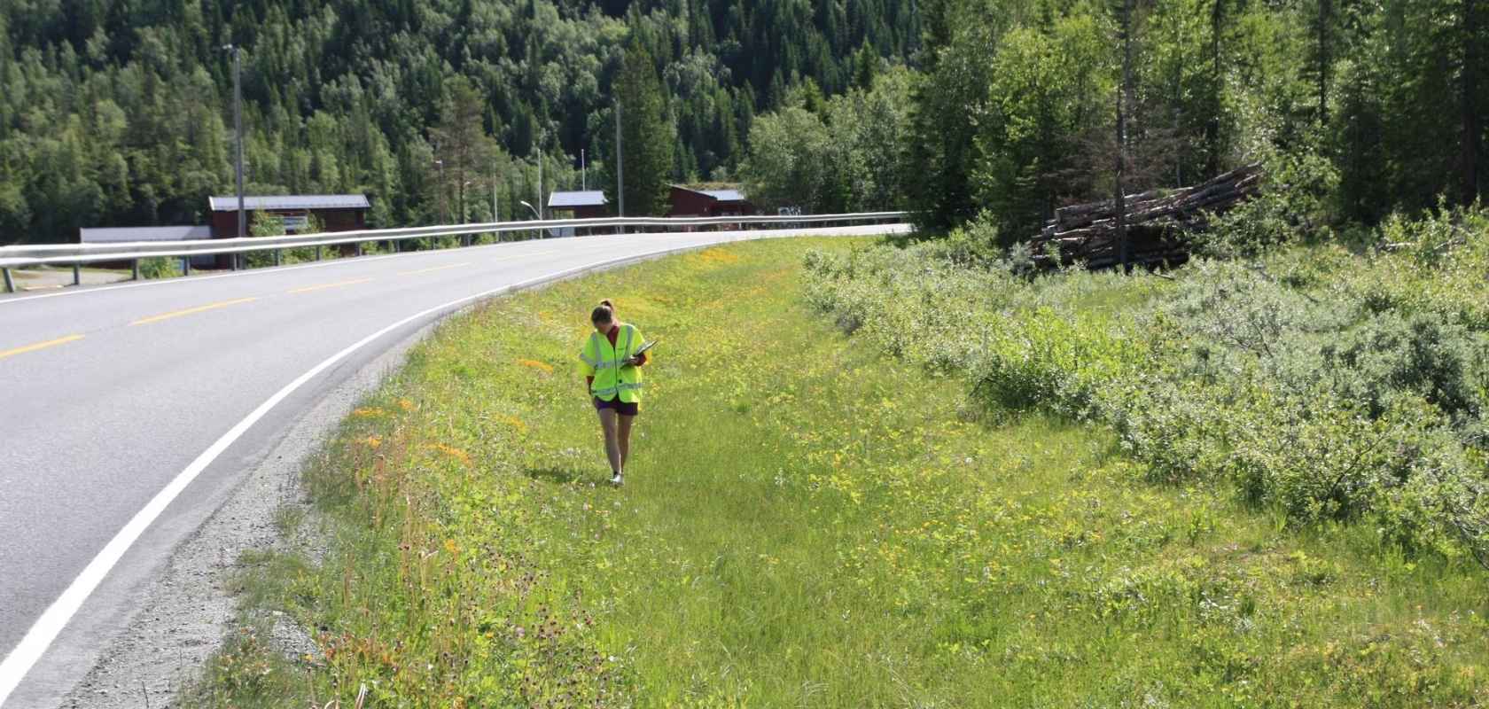 Luontoasiantuntija työssään maantien varrella niittymäisessä maisemassa.