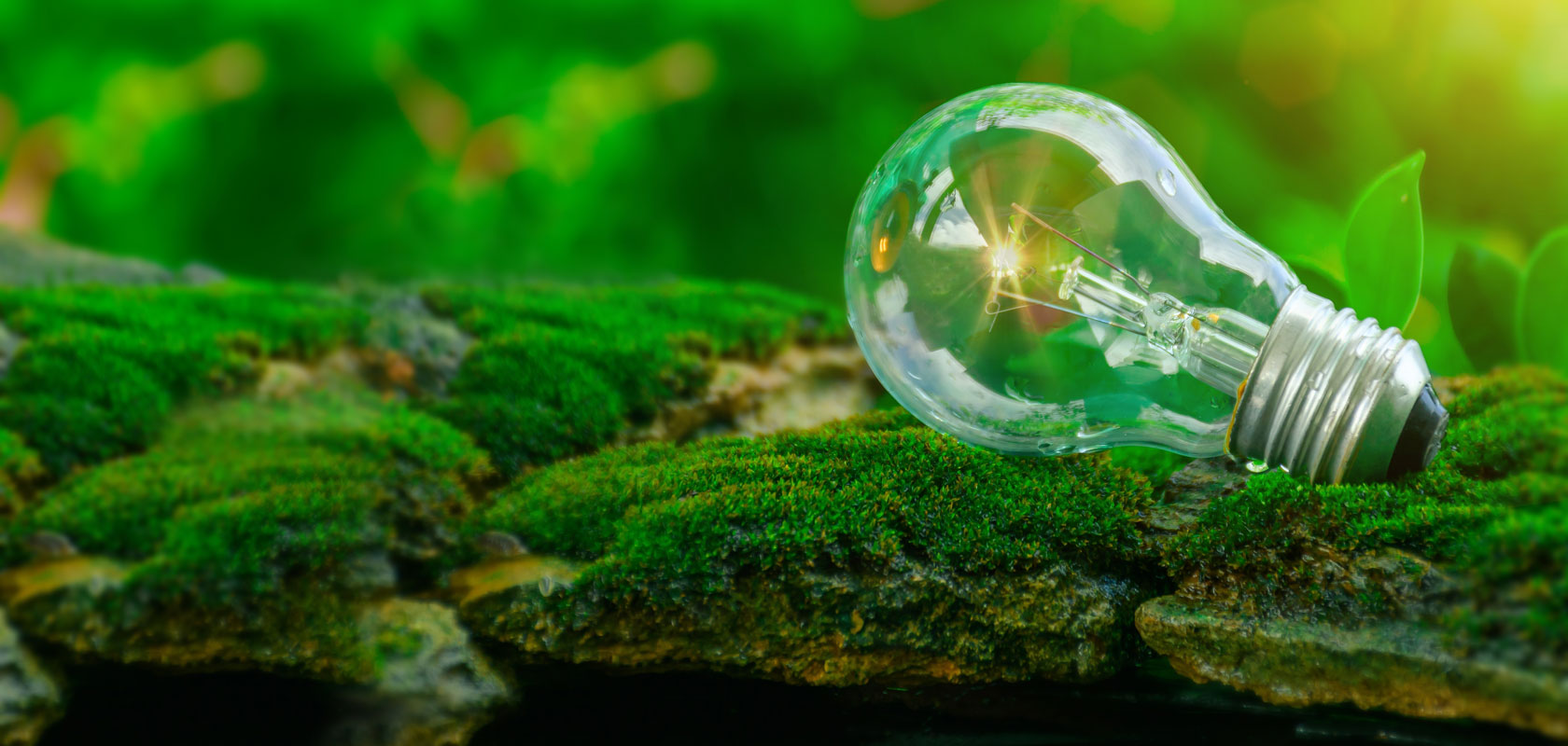 A light bulb lying on a moss-covered surface with a green, blurred natural background