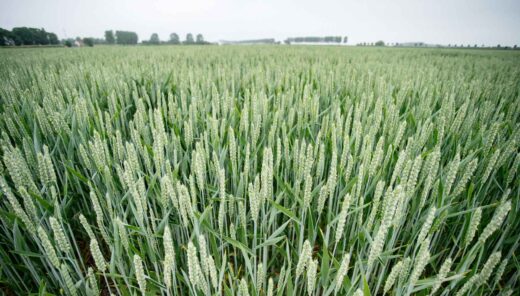 Vehnäpelto kesäpäivänä, vehnäkasvien vihreät varret ja lehdet täyttävät koko kentän.