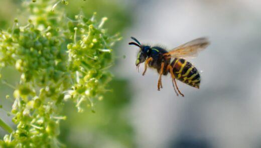 A close-up of a flying bee near green flowers in a blurred natural background.