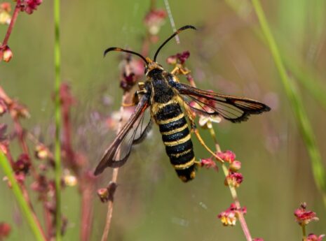 Juurilasisiipinaaras