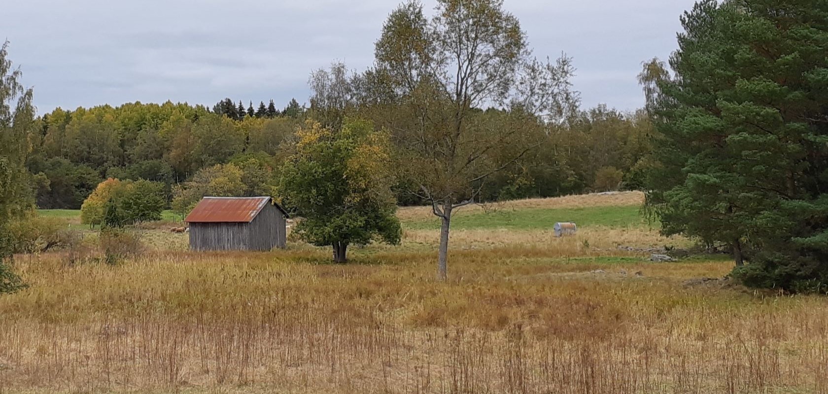 Syksyinen kumpuileva niitty- ja peltomaisema, jossa puinen lato.