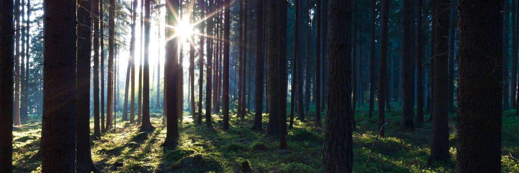 Aurinko paistaa metsässä.