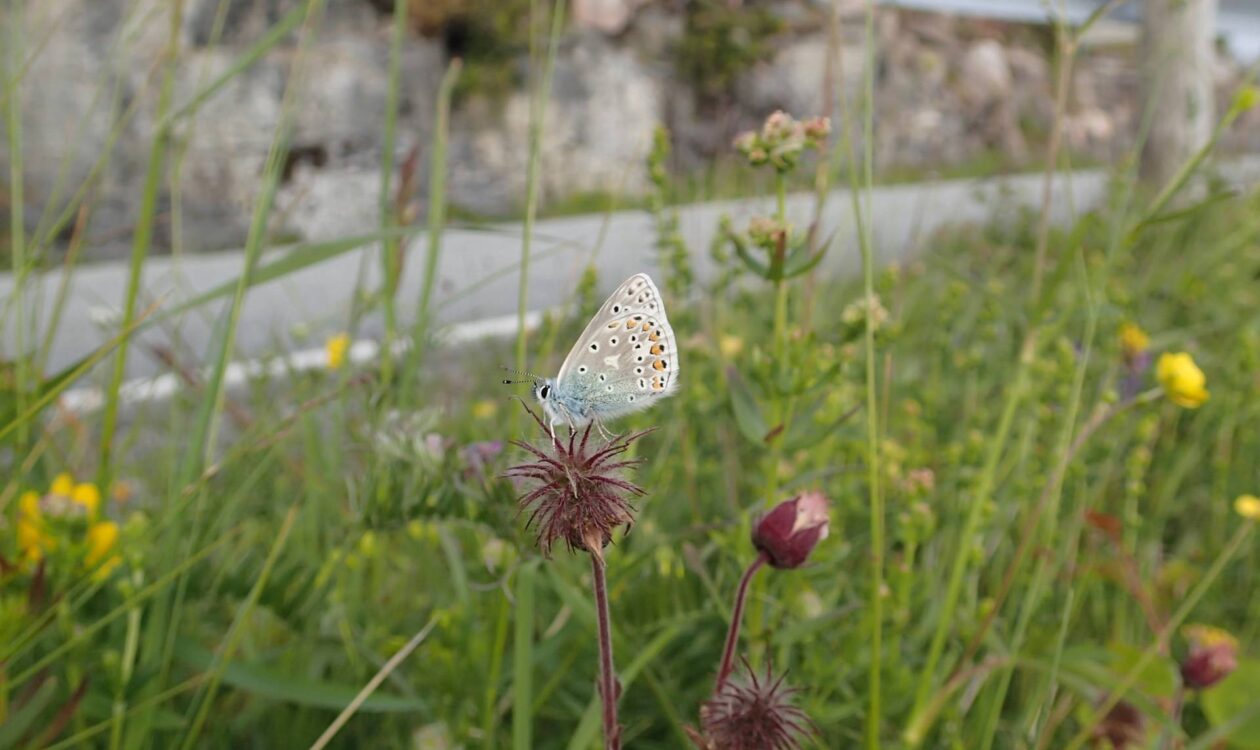 Close-up of wild flowers by a road, a butterfly on a flower