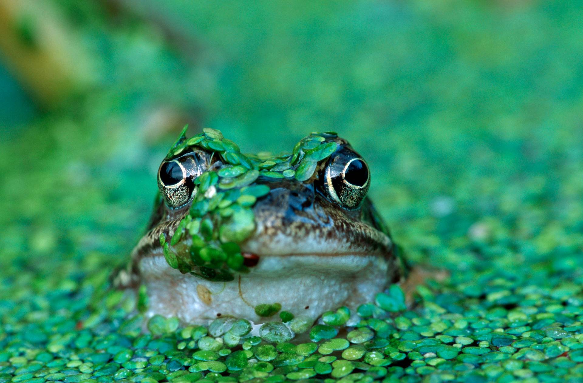 Frog's head peaking from a leafy pond