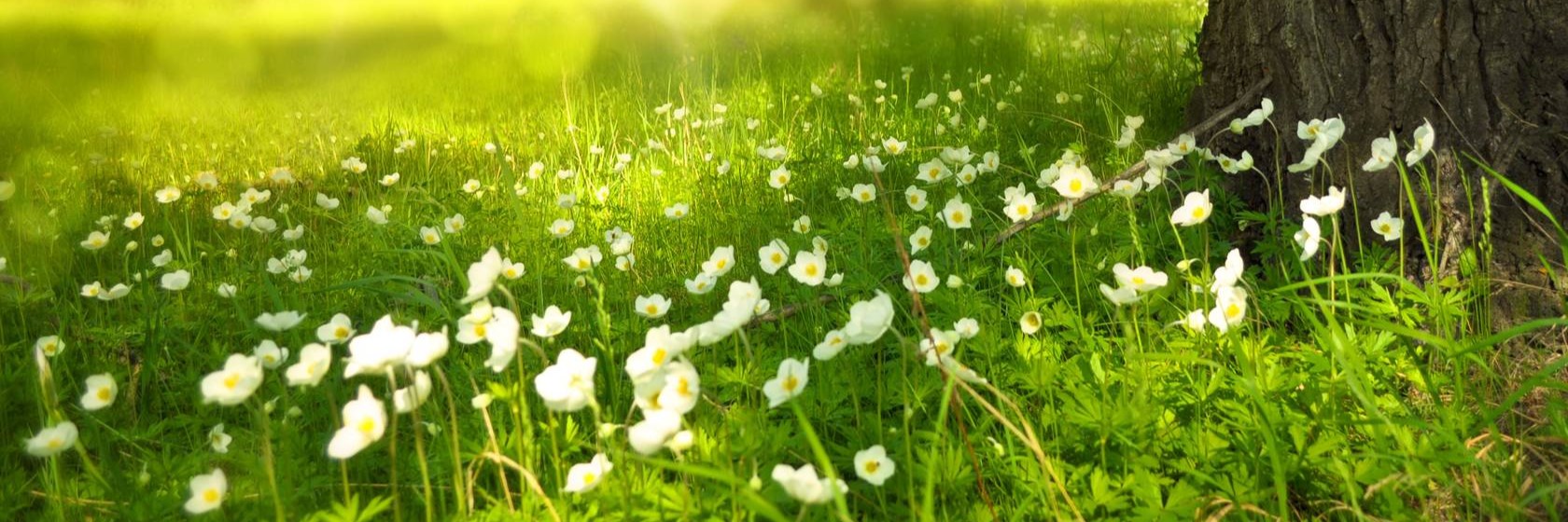 White spring flowers