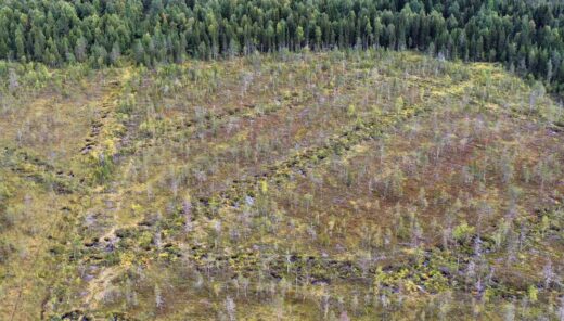 Ilmakuvassa näkyy suon ennallistettuja ojalinjoja.