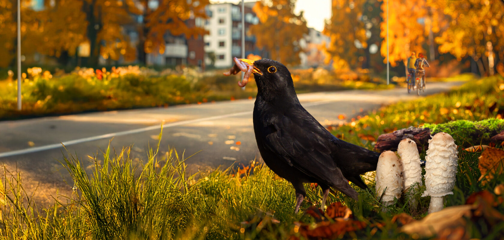 A blackbird stands in tall grass near a roadside, holding a worm in its beak, with white mushrooms beside it and autumn-colored trees and buildings in the background