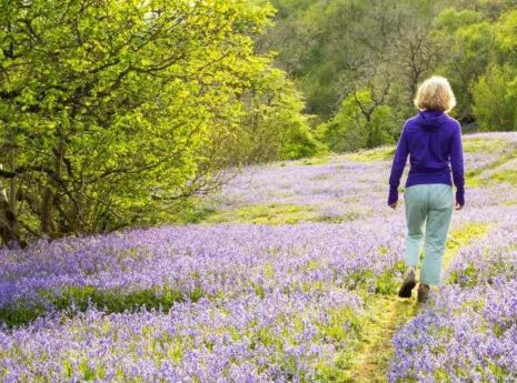Meadow of purple flowers, a middle aged woman walking on a path in the middle of the flowers