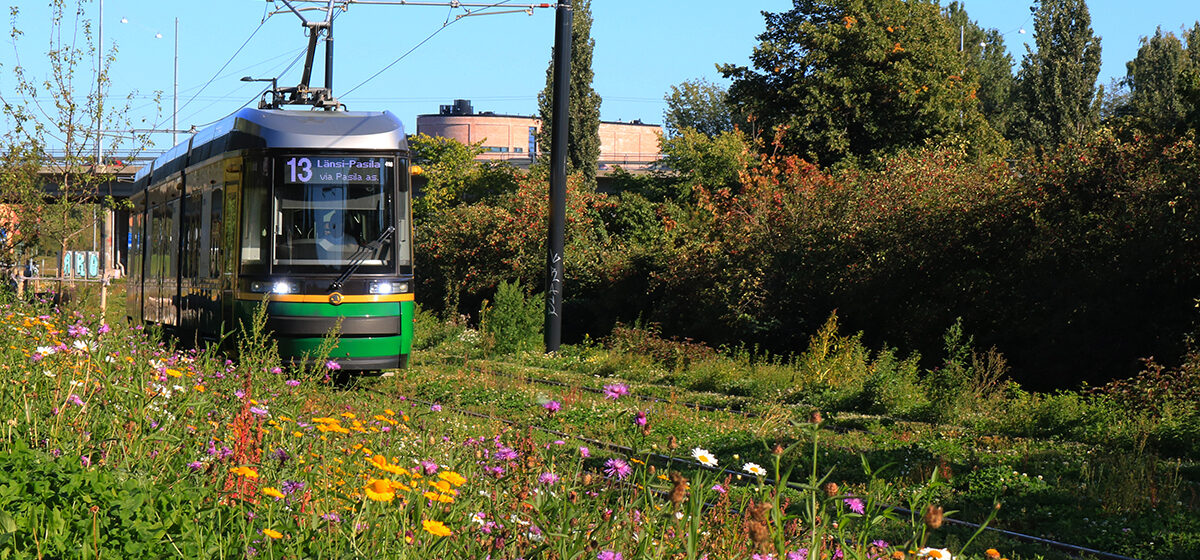 Raitiovaunu 13 kukkien keskellä Länsi-Pasila suuntaan.