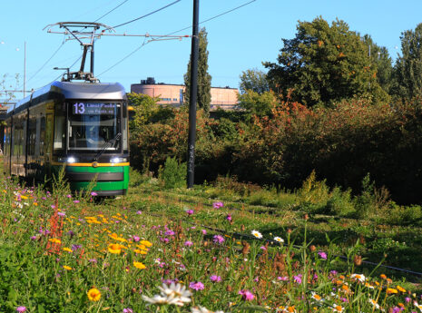 Raitiovaunu 13 kukkien keskellä Länsi-Pasila suuntaan.