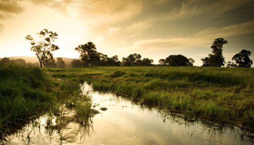 Evening sun, landscape view of a stream and meadow with deciduous trees in the background