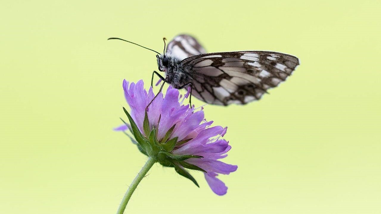 Close-up of a butterfly that has just landed on a flower.