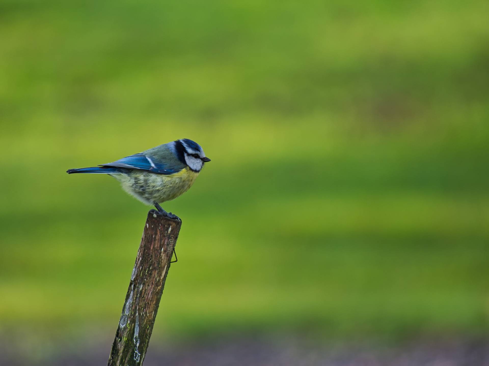 A blue tit sits on a wooden fence post in close-up.