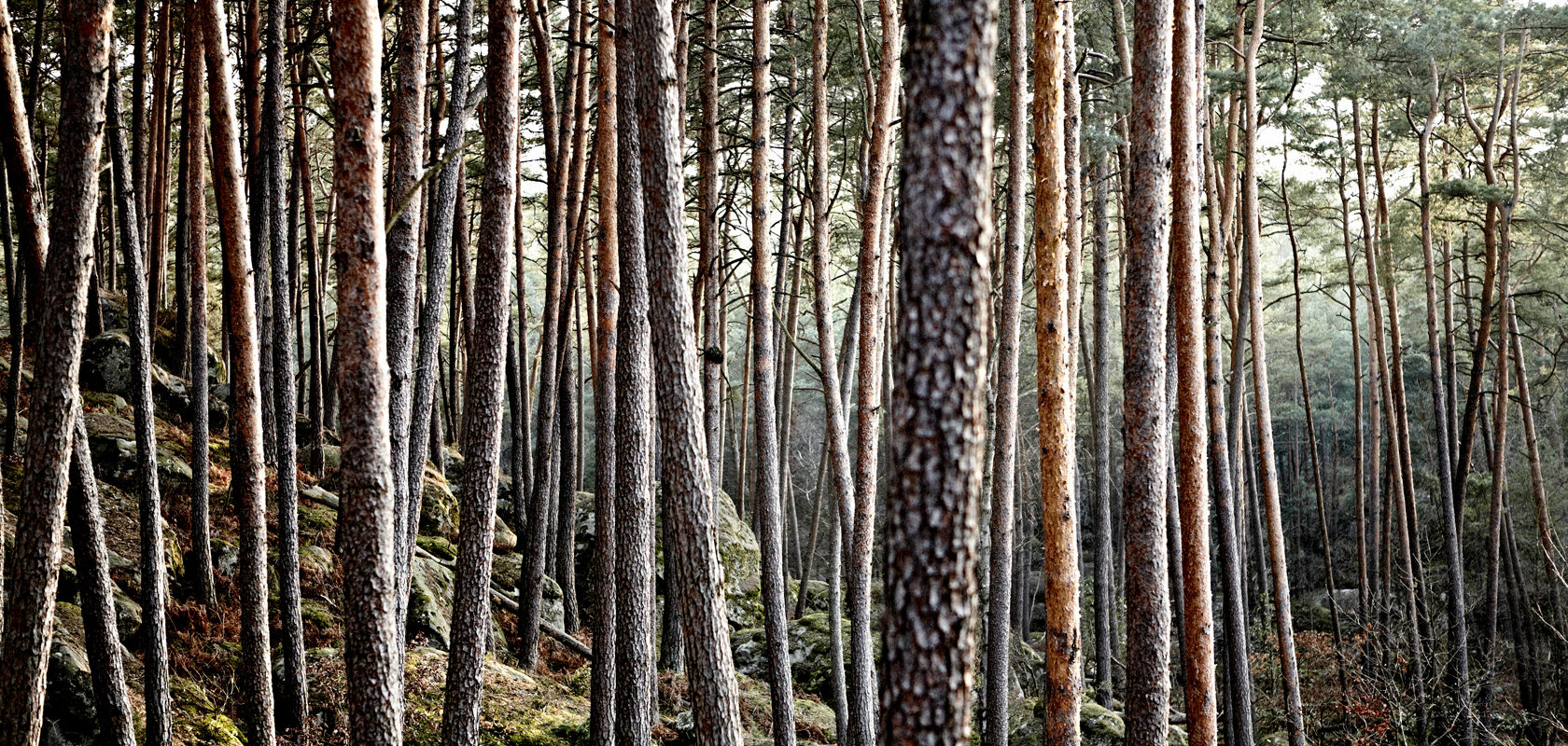 Dense pine forest on rocky hillside in soft natural light.