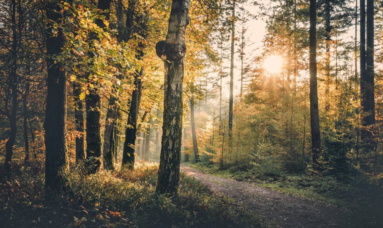 Koivumetsä aamuauringon kajossa, puiden välissä kulkee hiekkainen polku.