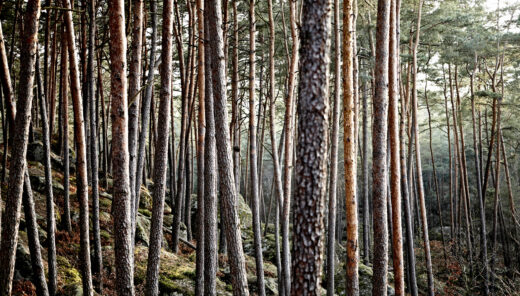 Dense pine forest on rocky hillside with tall straight tree trunks.