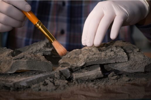 Archaeologist brushing dirt from unearthed fossils with gloves and precision tools.