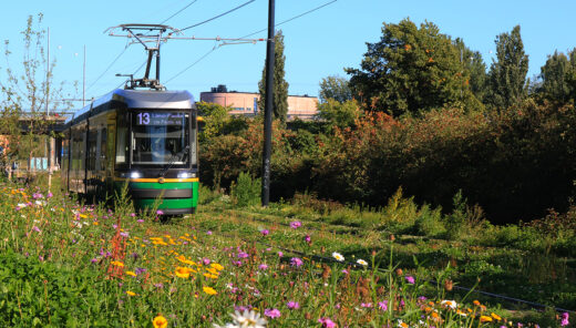 Green city tram passing through wildflower meadow and trees on a sunny summer day.