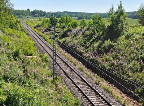 Raidereitti vehreän kasvuston ympäröimänä,