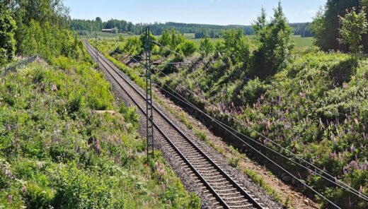 Raidereitti vehreän kasvuston ympäröimänä,