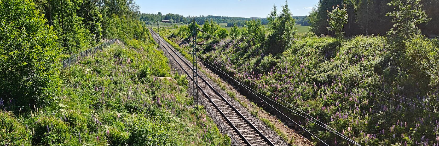 Raidereitti vehreän kasvuston ympäröimänä,