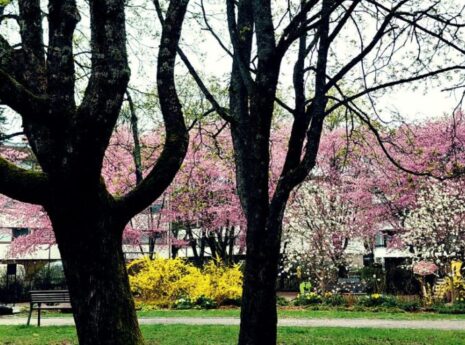 Finnish parkin in spring time. Cherry trees in blossom.