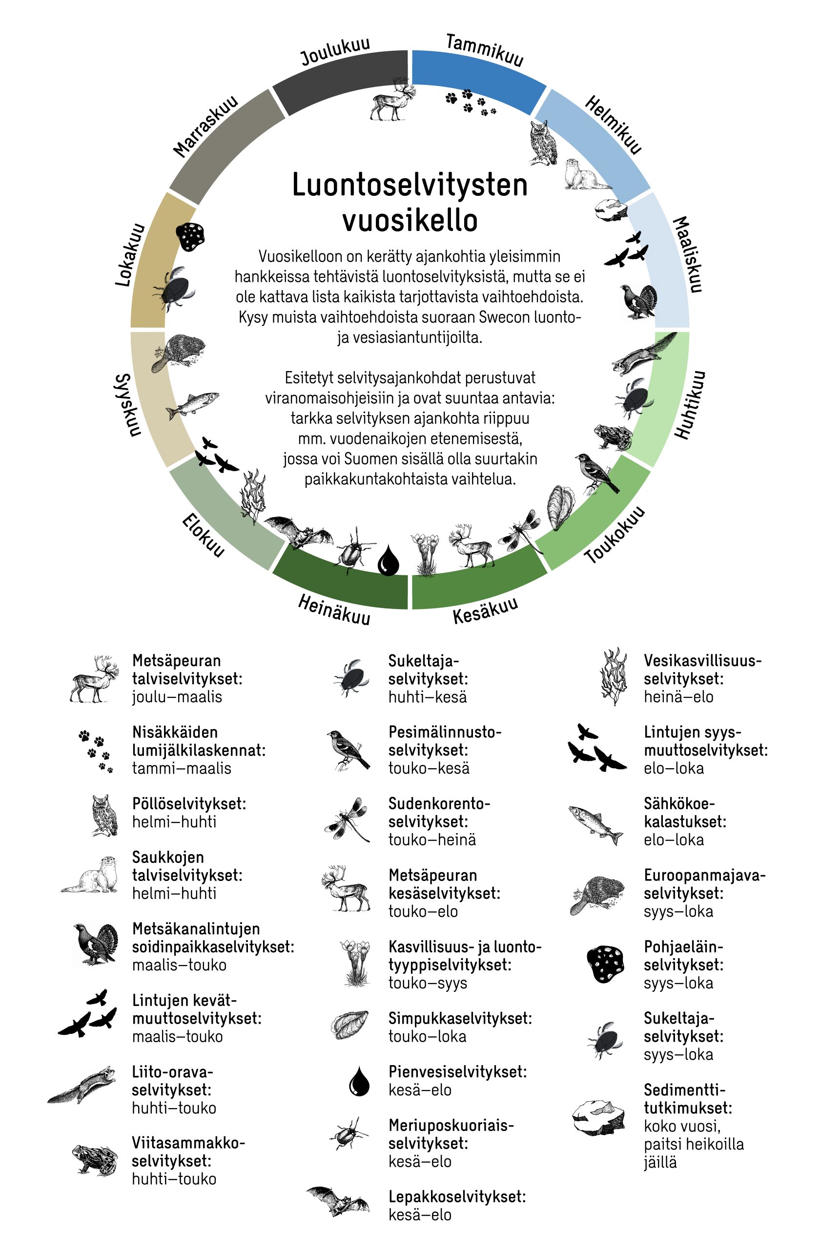 Infografiikka, joka esittää luontoselvitysten vuosikellon, eli mitä eliö- tai kasvilajeja voidaan selvittää missäkin kohtaa vuotta, tai mitä luontoselvitysmenetelmiä, kuten jälkien tunnistamista, voidaan hyödyntää missäkin kuussa.