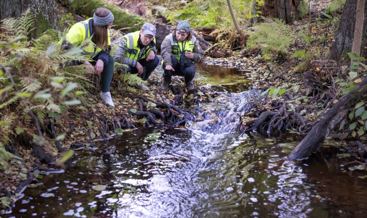Kolme luontoselvitysasiantuntijaa huomioliivit päällä kyykyssä virtaavan metsäpuron varrella. Kahdella heistä on kiikarit kaulallaan.