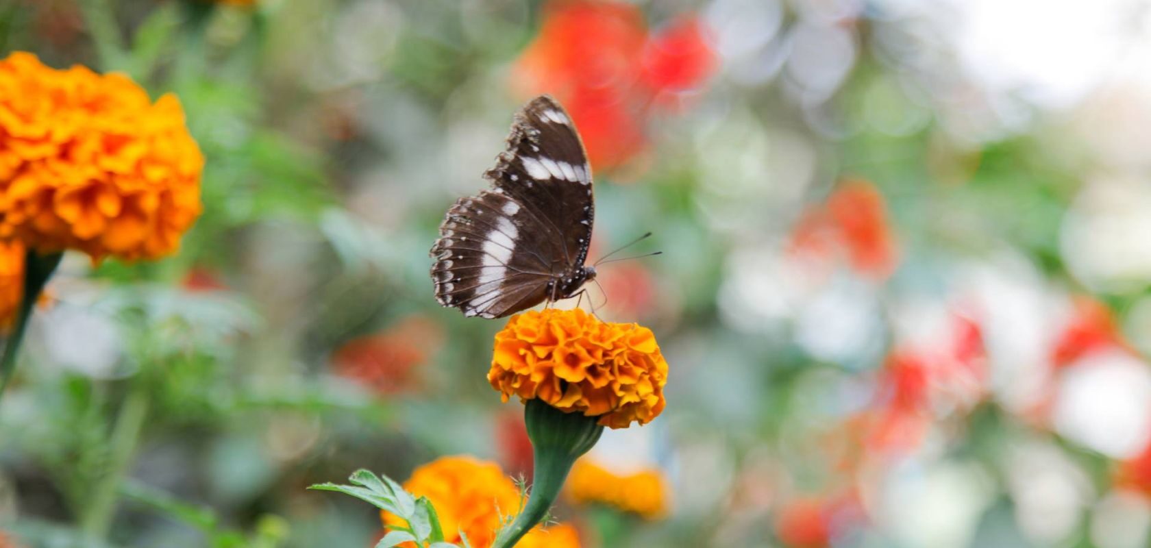 A butterfly perched on an orange flower in a blooming meadow. Illustrative image representing biodiversity and the consideration of nature impacts in construction projects.