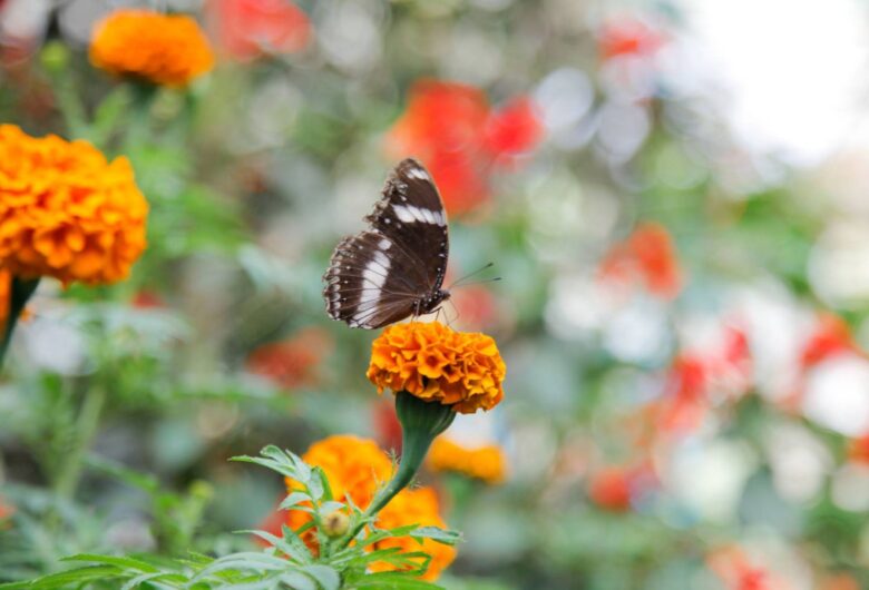 A butterfly perched on an orange flower in a blooming meadow. Illustrative image representing biodiversity and the consideration of nature impacts in construction projects.